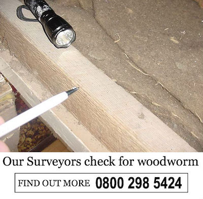 our surveyors check for woodworm (1)
